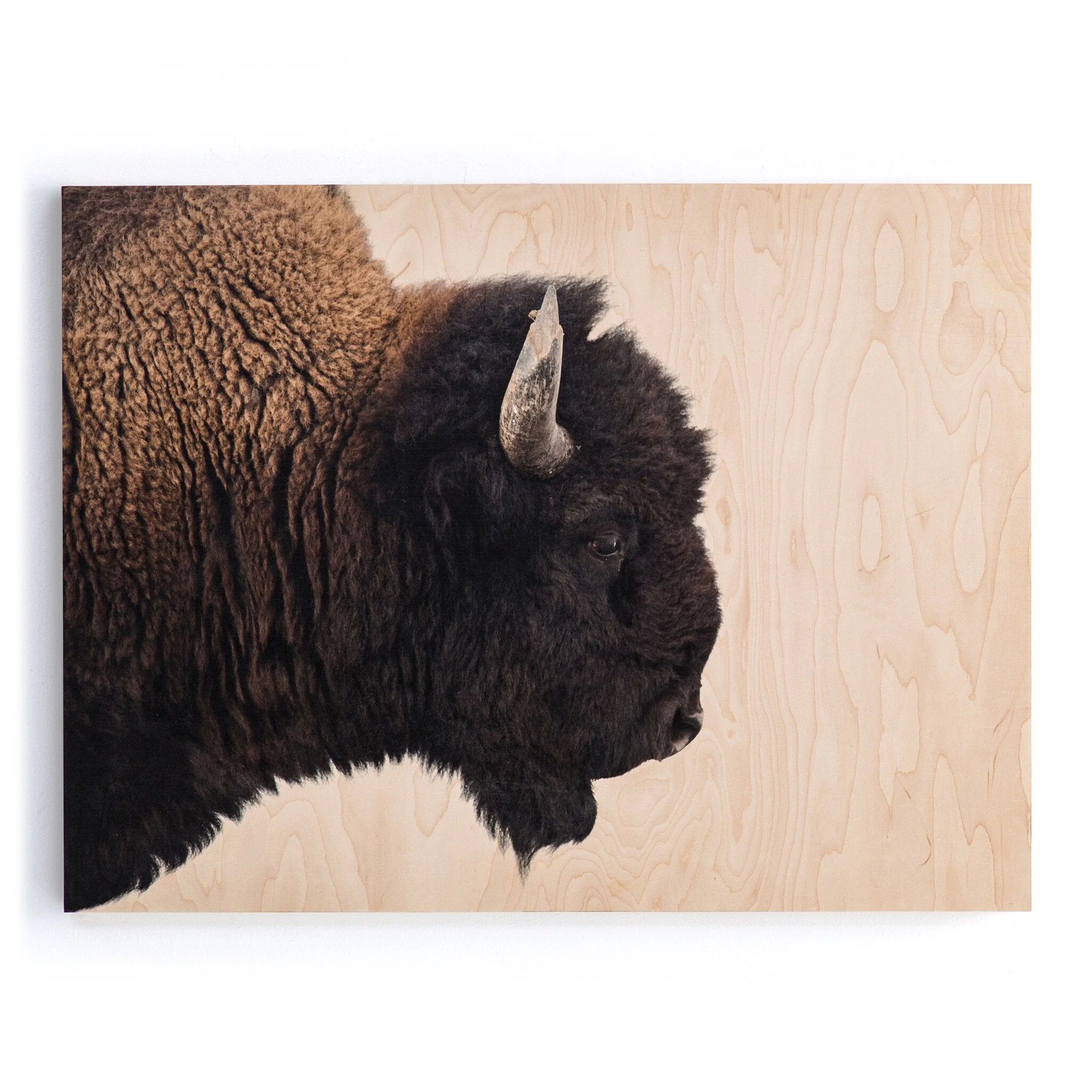 American Bison by Getty Images – Maple Box