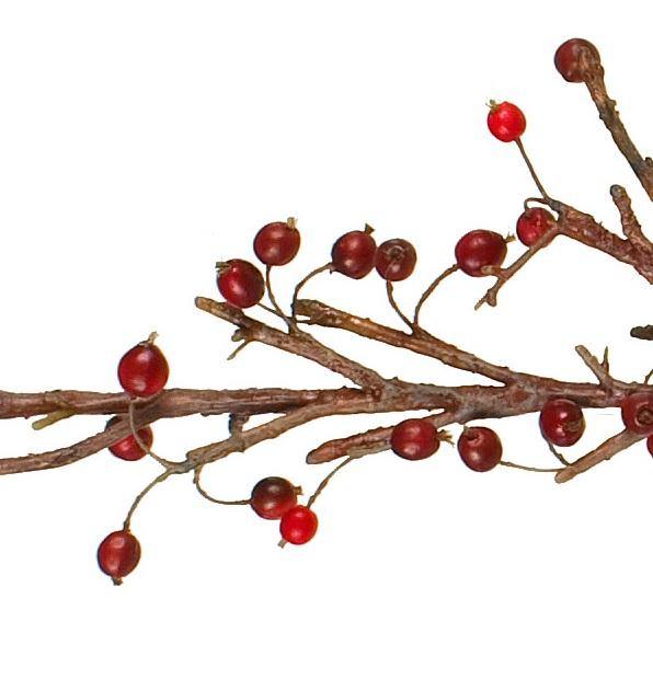 Berry Branch, 48" L - Crab Apple | Overstock - Image 2