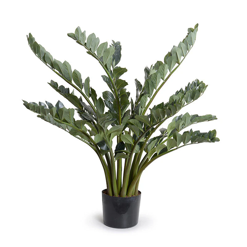 Zamiifolia (“ZZ”) Plant 48″H