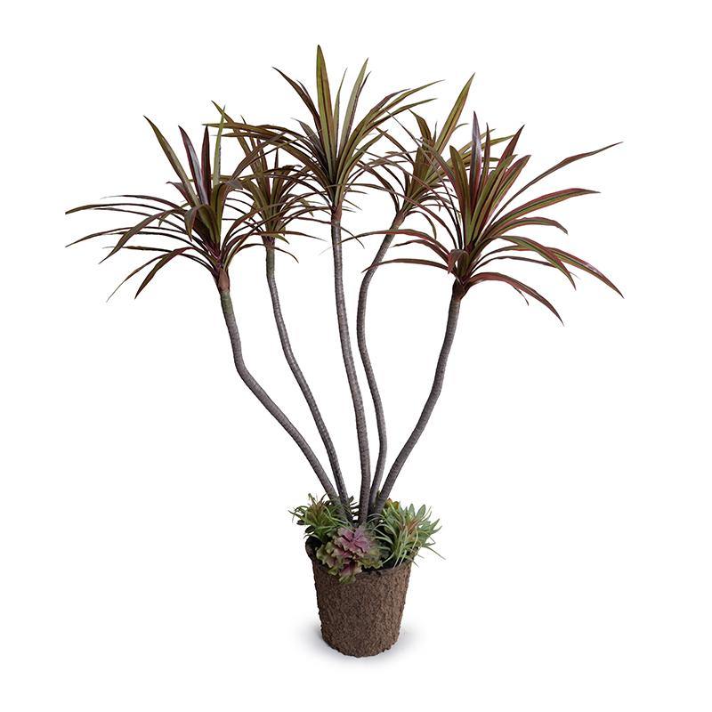 Dracaena Marginata Plant 54″H