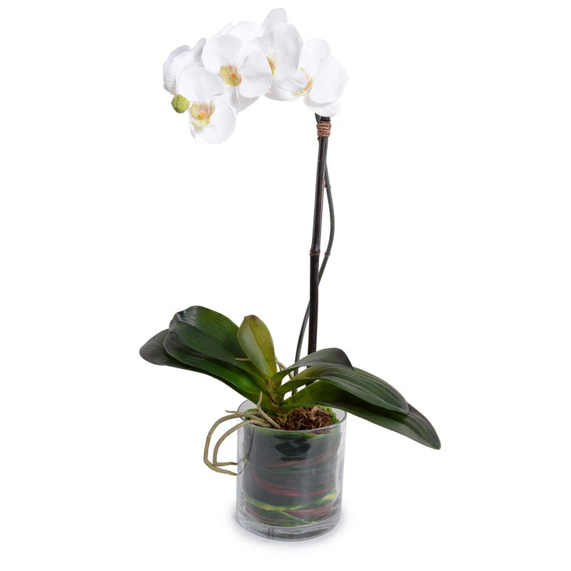 Phalaenopsis Orchid x1 Leaf-It 28″H White
