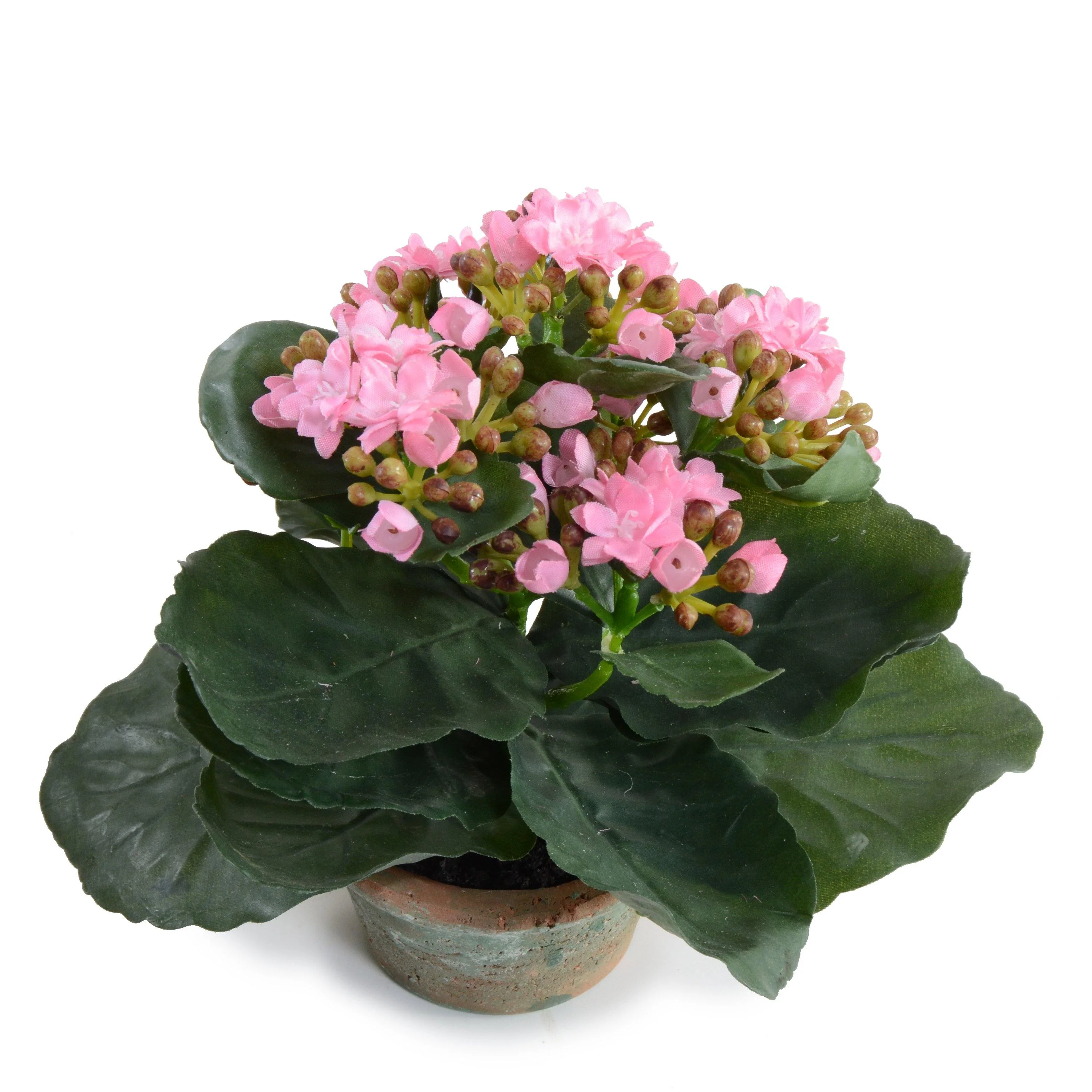Kalanchoe Plant 7″H Pink