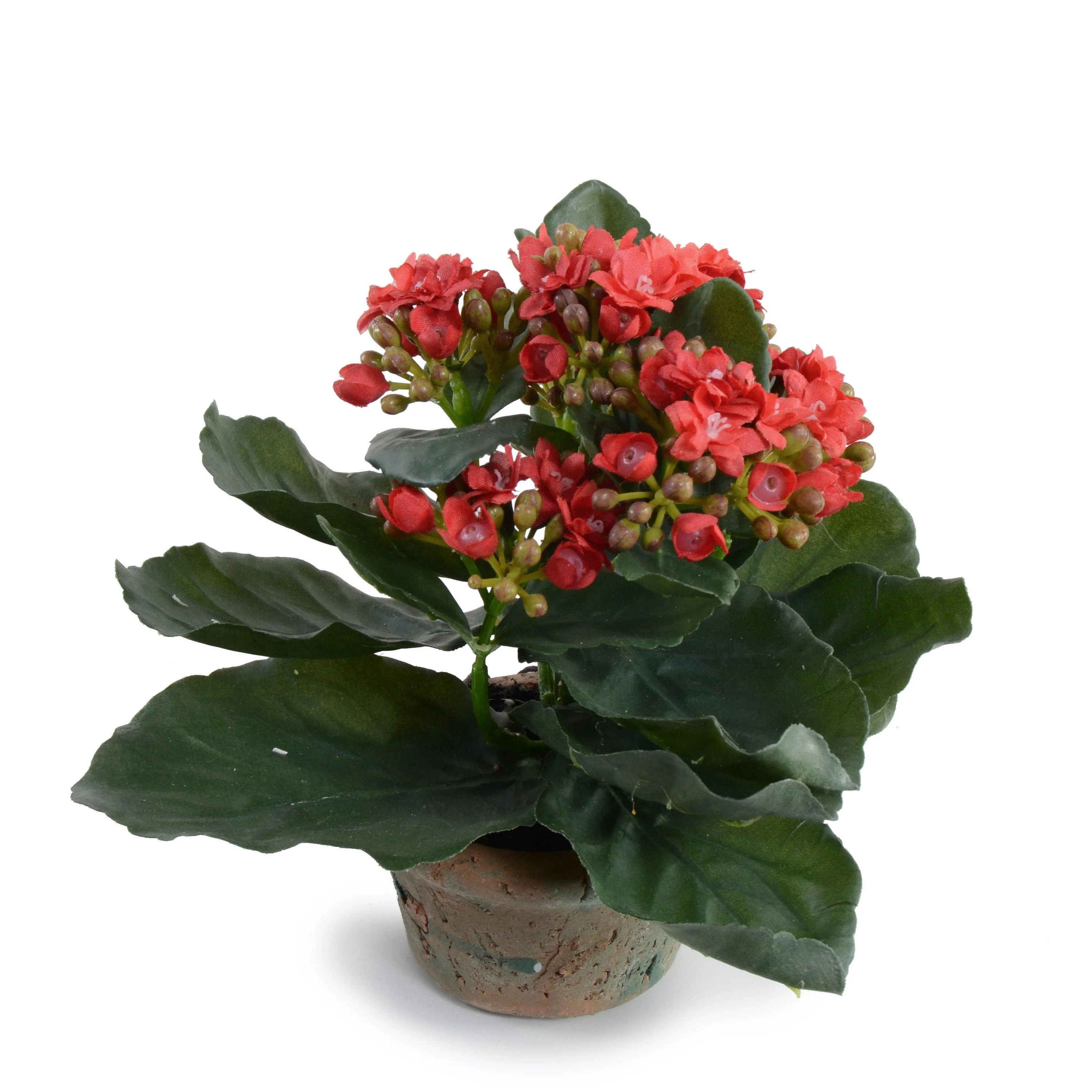 Kalanchoe Plant 7″H Red