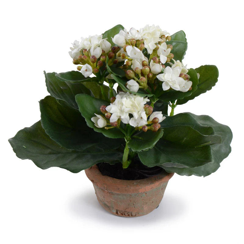 Kalanchoe Plant 7"H White - Image 1