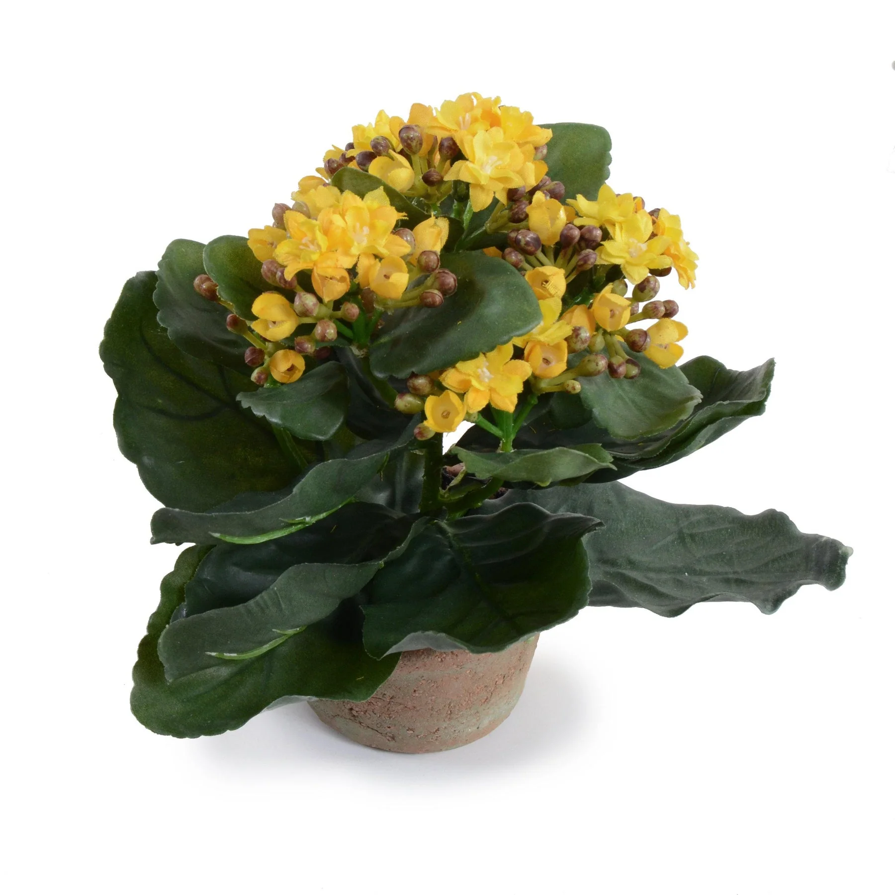 Kalanchoe Plant - Image 2