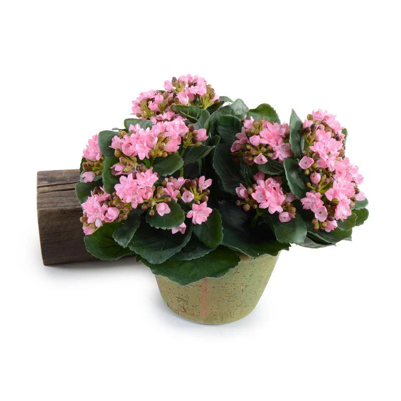 Kalanchoe Plant 9"H Pink - Image 1