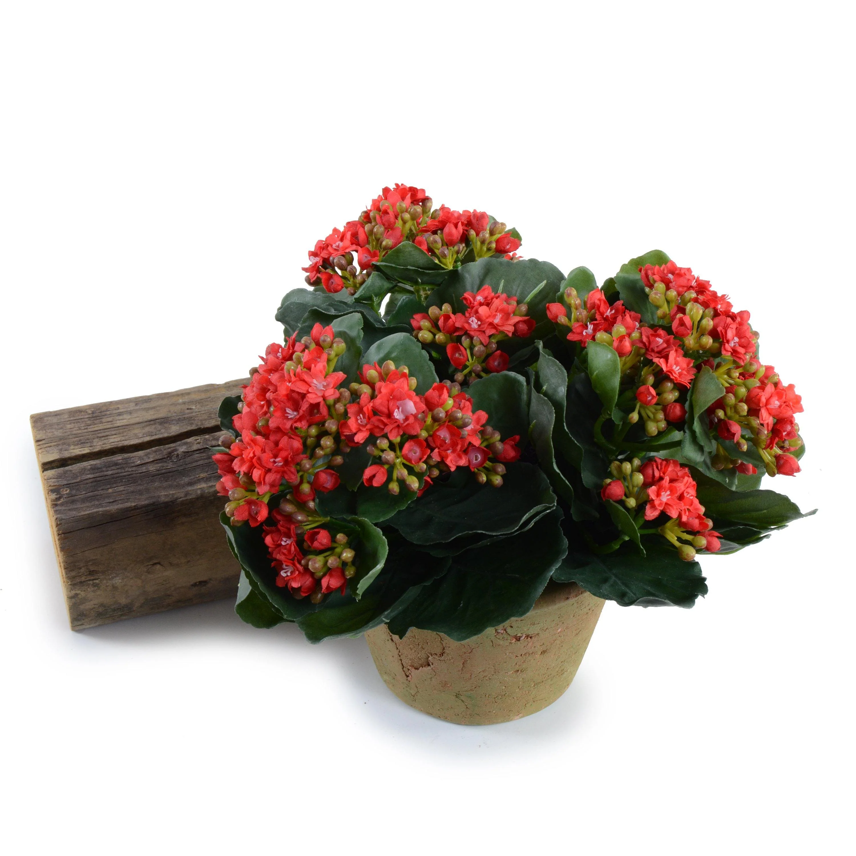 Kalanchoe Plant 9″H Red