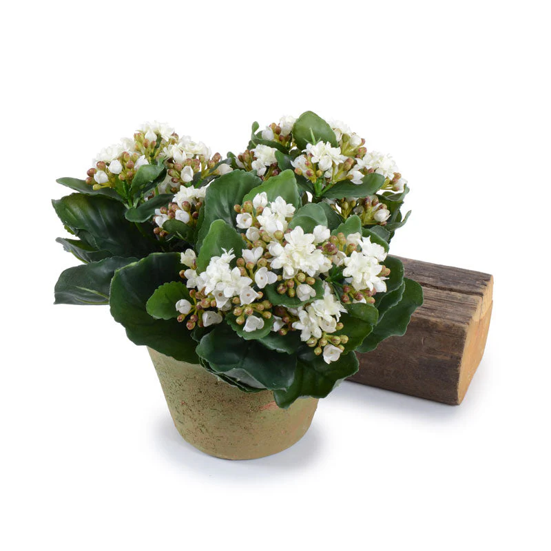 Kalanchoe Plant 9″H White