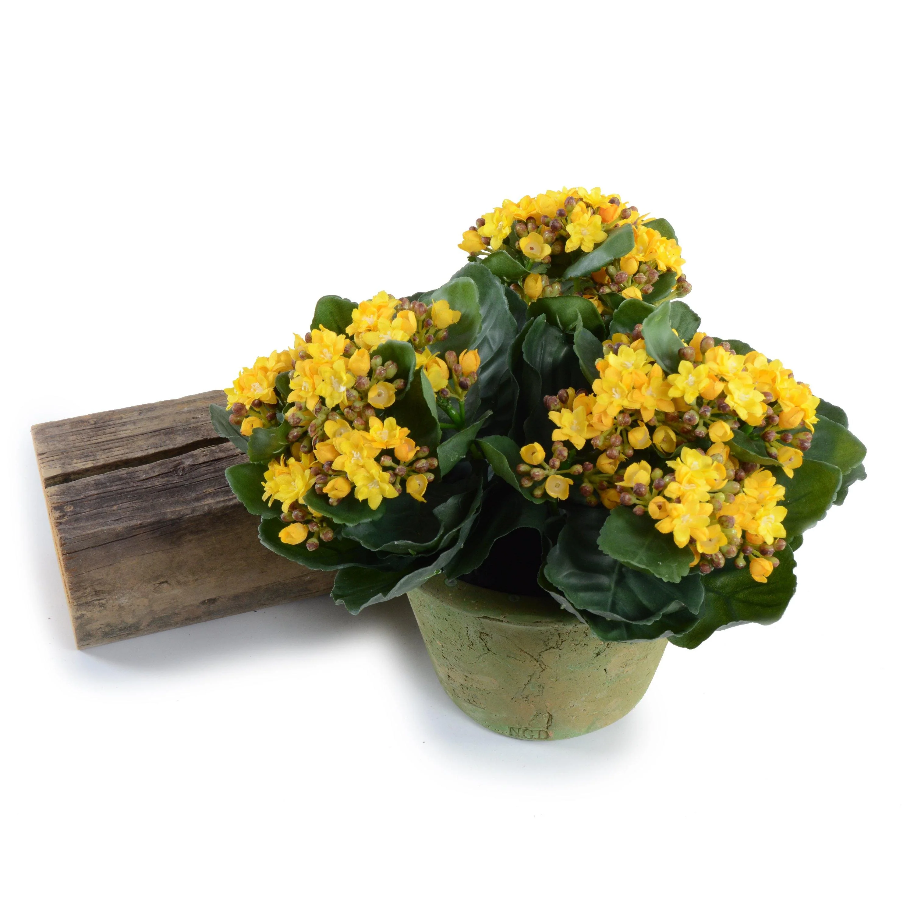 Kalanchoe Plant 9″H Yellow