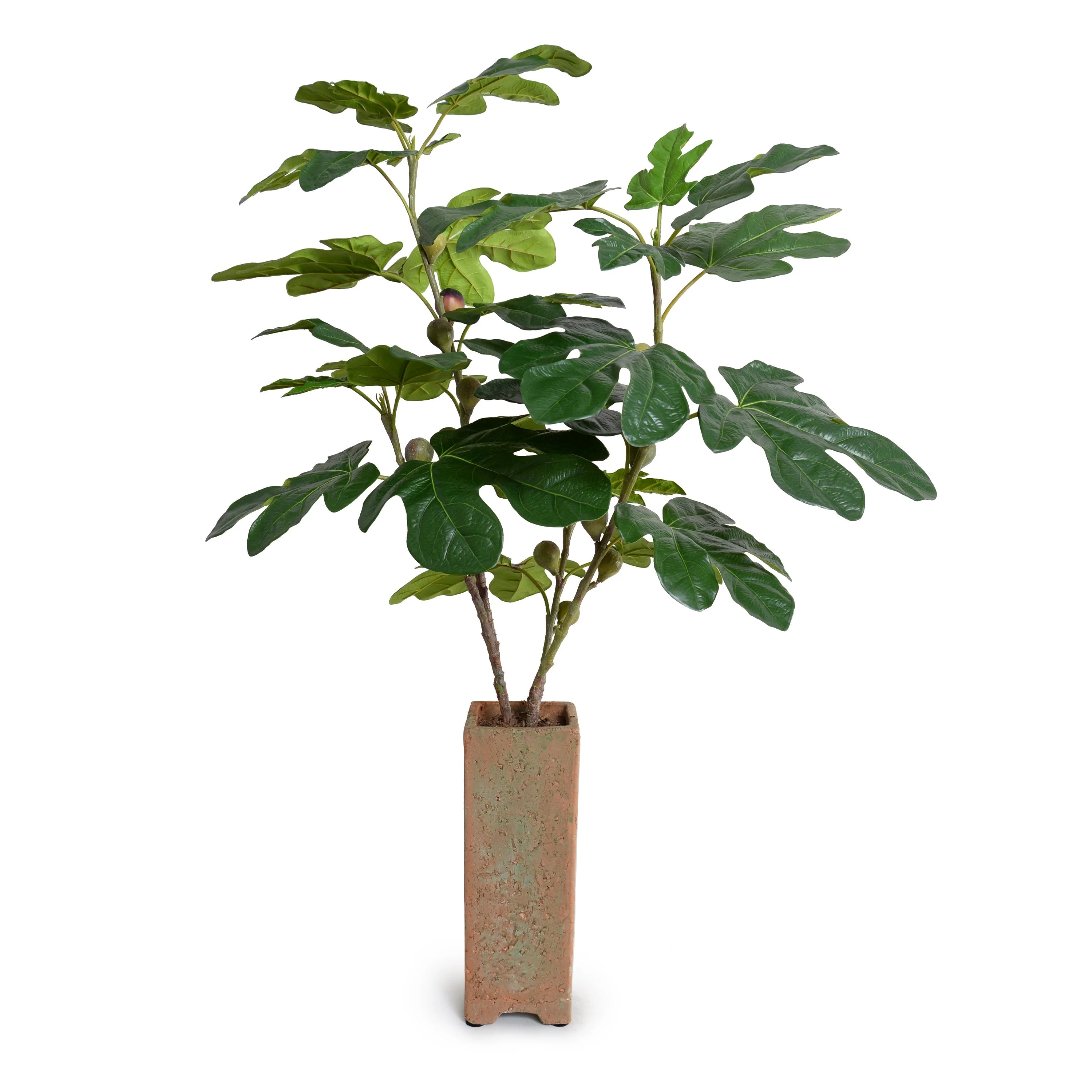Fig Branches w/ Fruits in Vase 36″H Terracotta