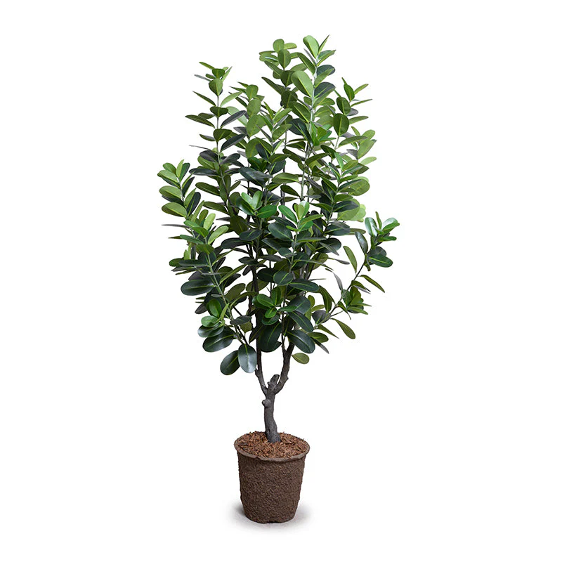 Japanese Fukuji Rubber Tree