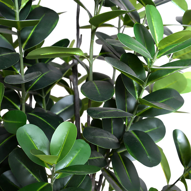 Japanese Fukuji Rubber Tree - Image 3