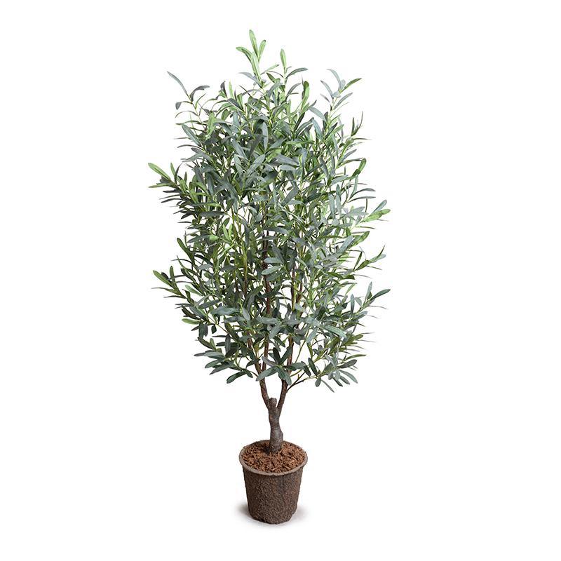 Olive Tree 5.5′