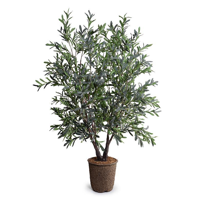 Olive Tree 5.5′ Double-Trunk