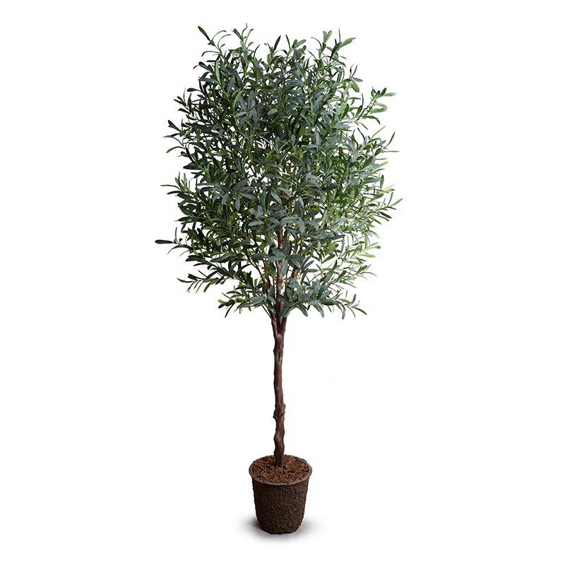 Olive Tree 8′
