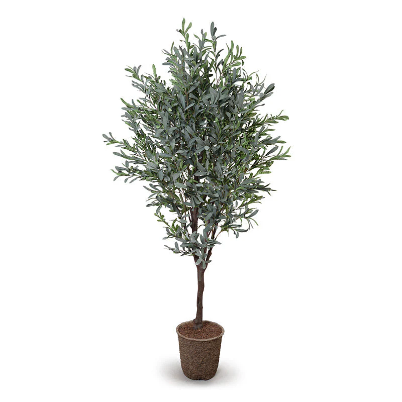 Olive Tree 6.5′
