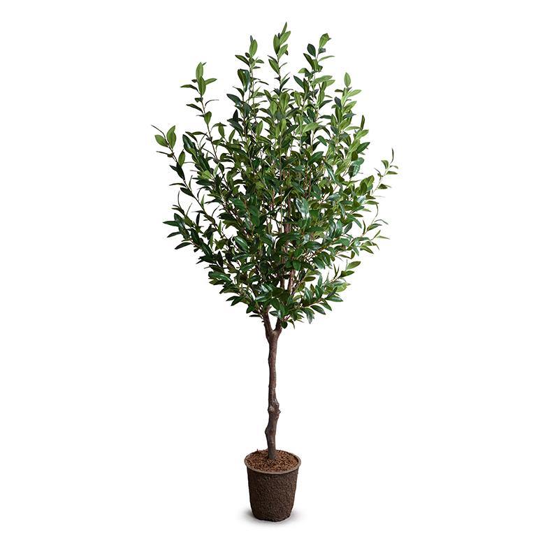Camellia Tree 8′