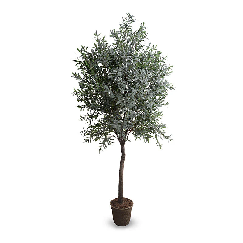 Olive Tree 10′