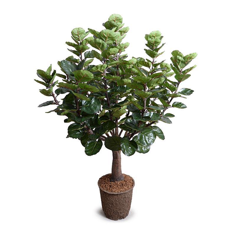 Aralia Balfouriana Tree 5′