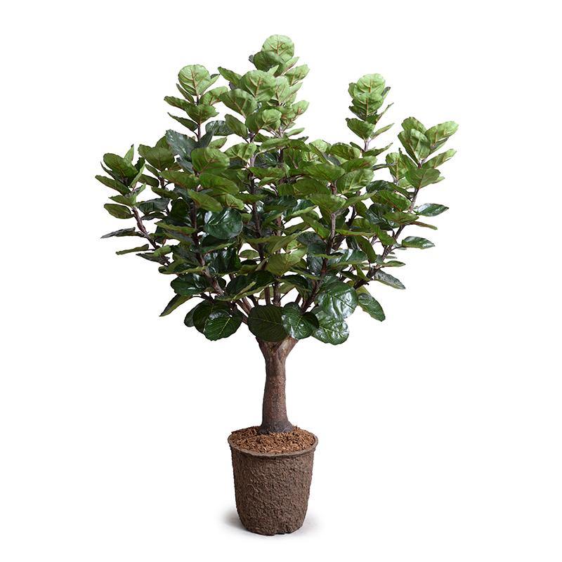 Aralia Balfouriana Tree