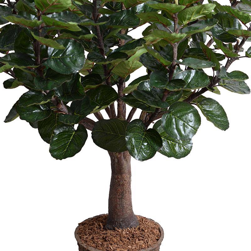 Aralia Balfouriana Tree - Image 3