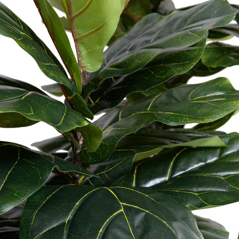 Fiddle Leaf Fig Tree - Image 2