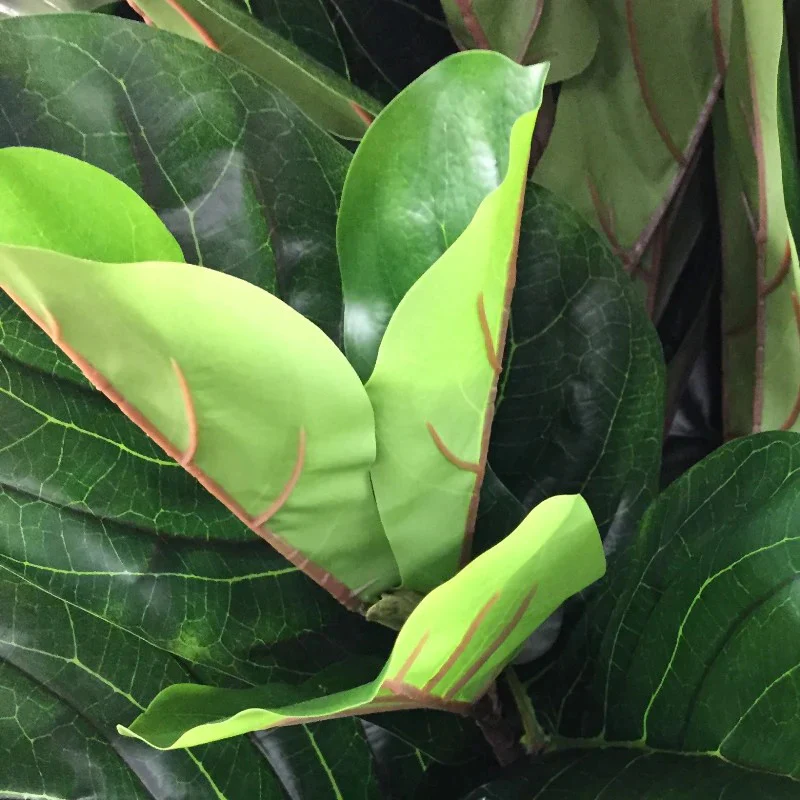 Fiddle Leaf Fig Tree - Image 3