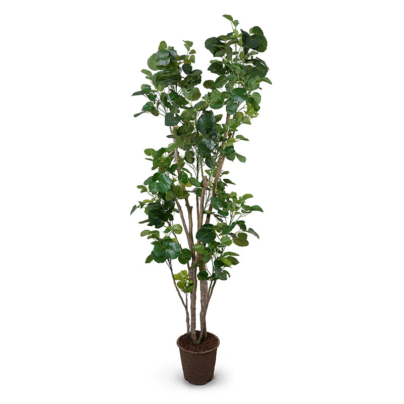 Aralia Fabian Tree