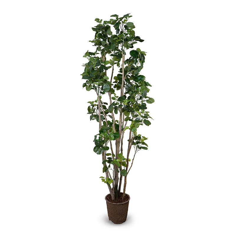Aralia Fabian Tree - Image 2