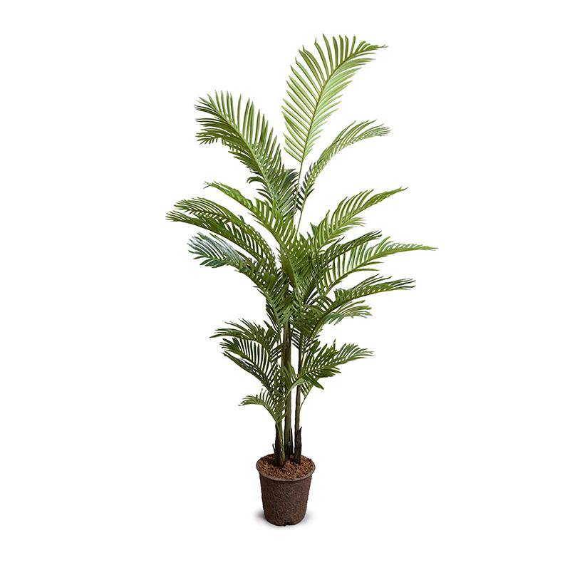 Areca Palm Tree 6