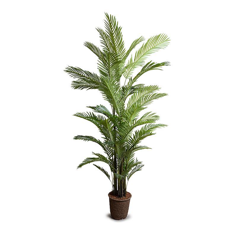 Areca Palm Tree 8