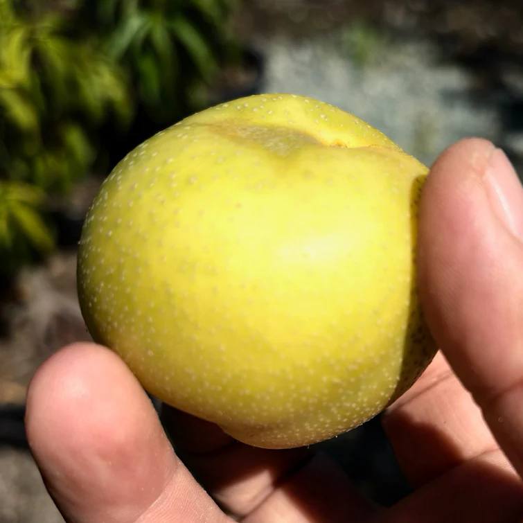 20th Century Asian Pear Tree - Image 2