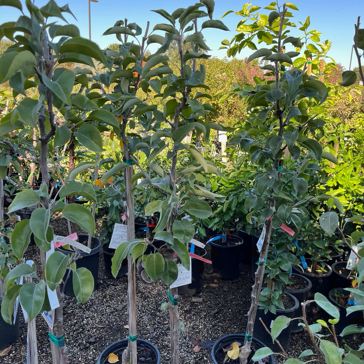 20th Century Asian Pear Tree - Image 3