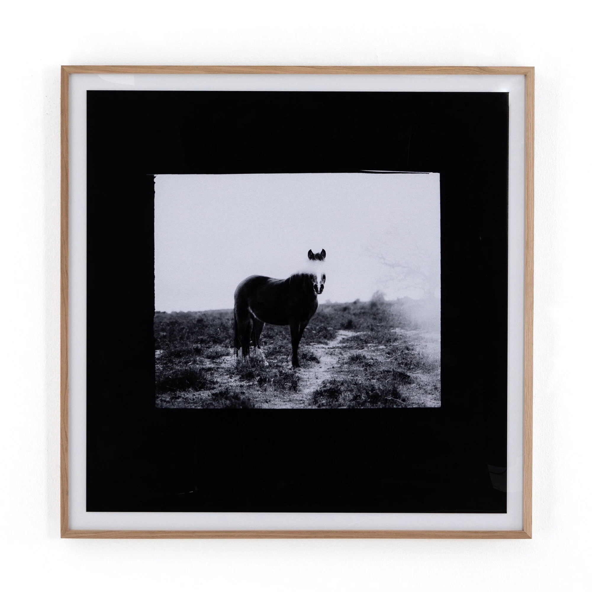 Blank Horse by Annie Spratt – Photo Paper