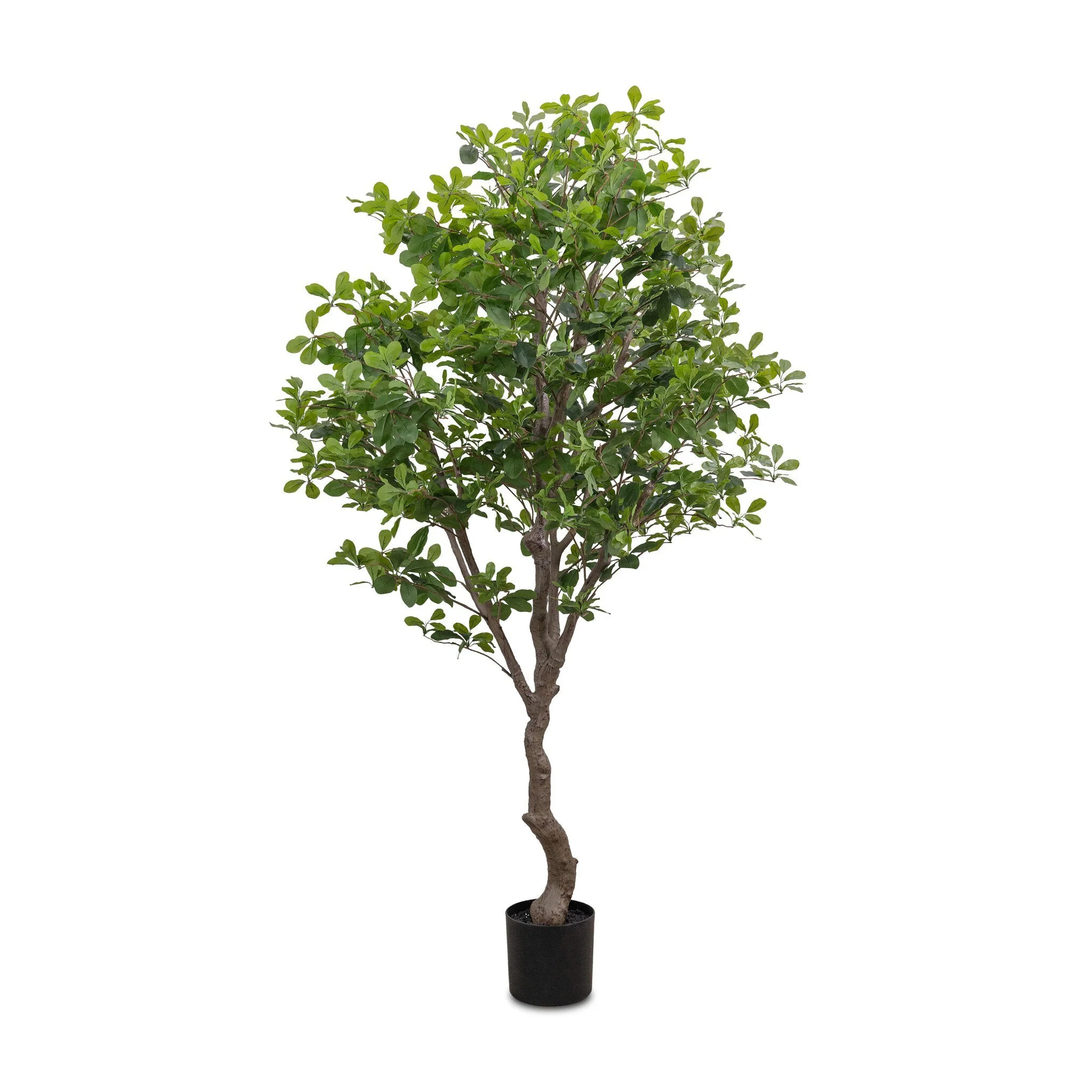 Faux Aralia Tree – Faux Aralia Tree | 6′