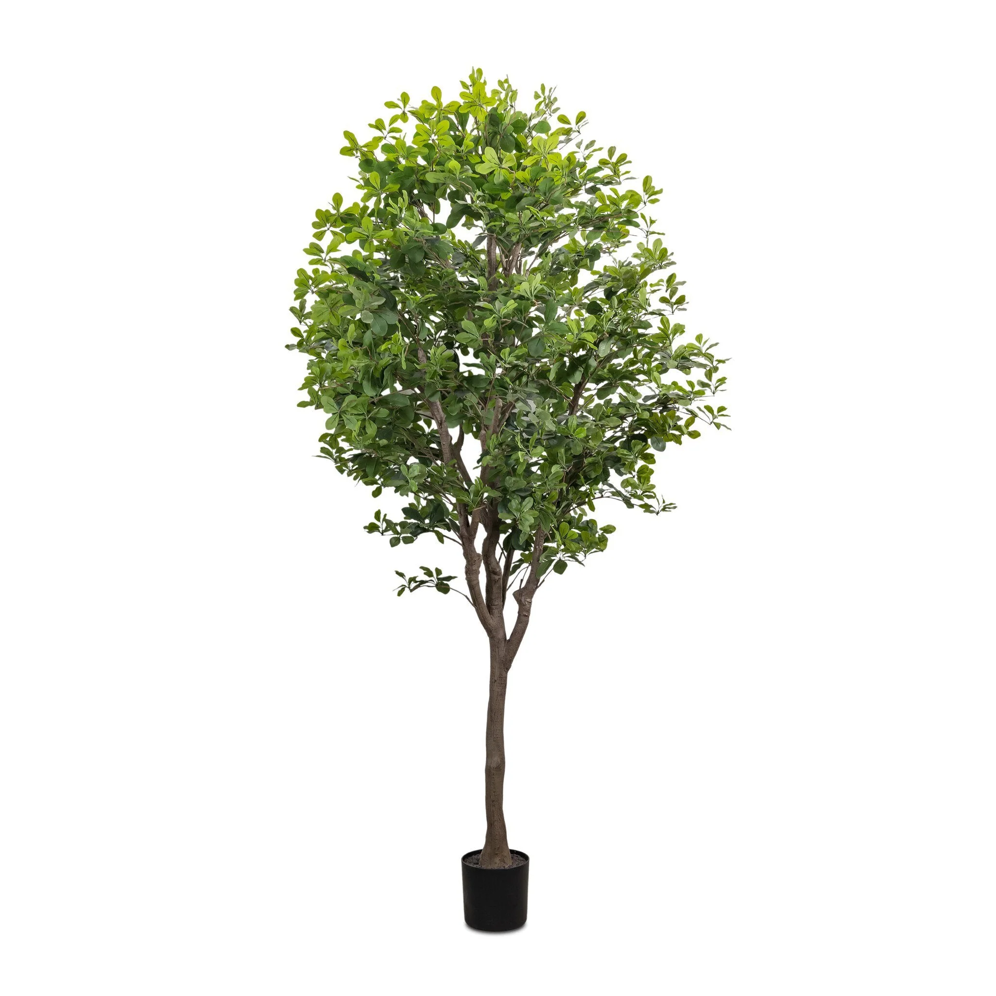 Faux Aralia Tree – Faux Aralia Tree | 8′