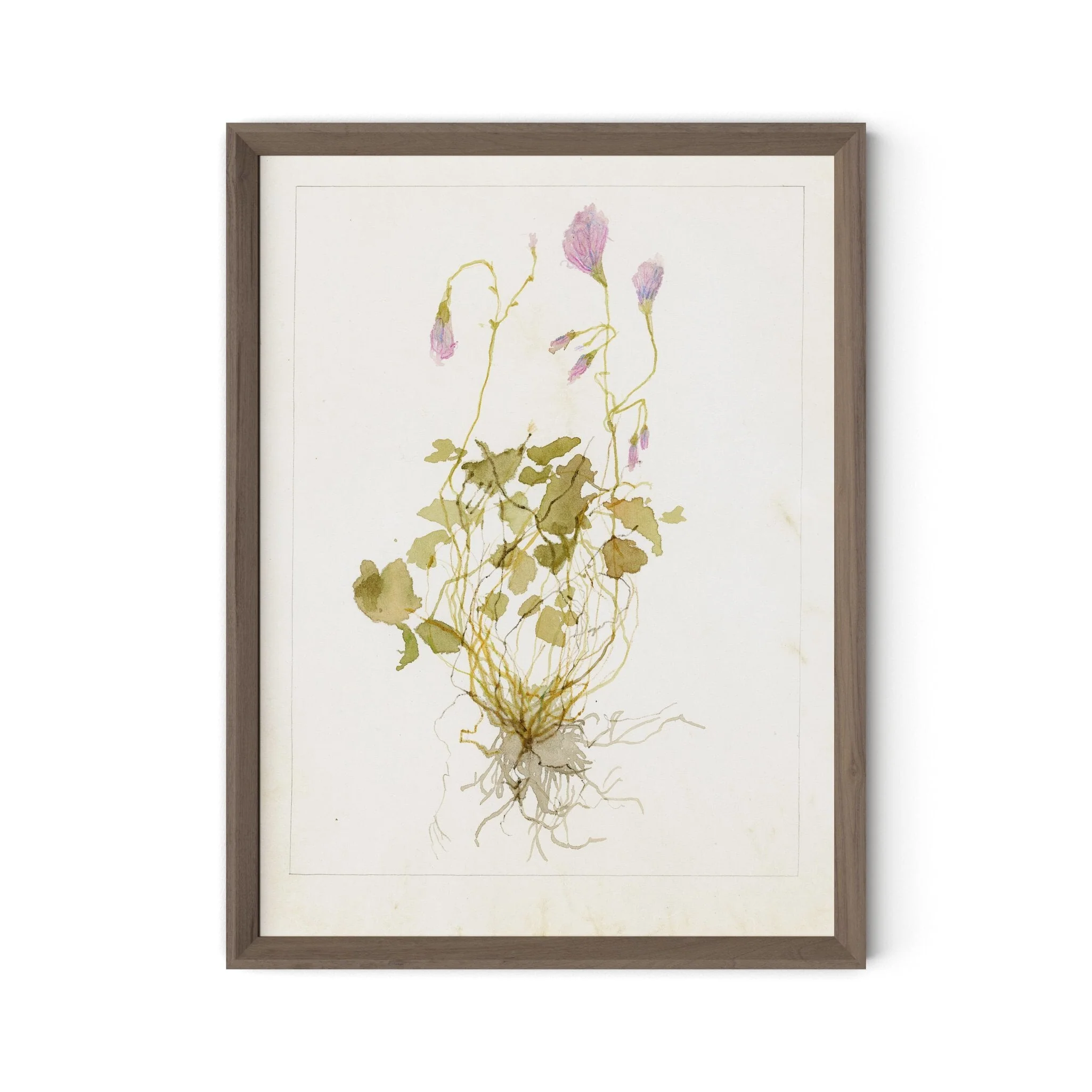 Oxalis Debilis No. 1 by Laurel-Dawn Latshaw - RoofTop 1.5 Rustic Walnut - Image 1