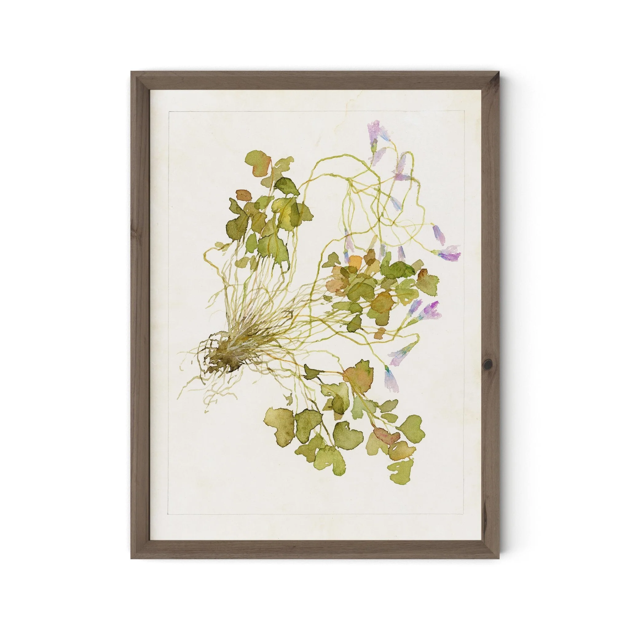 Oxalis Debilis No. 2 by Laurel-Dawn Latshaw - RoofTop 1.5 Rustic Walnut - Image 1