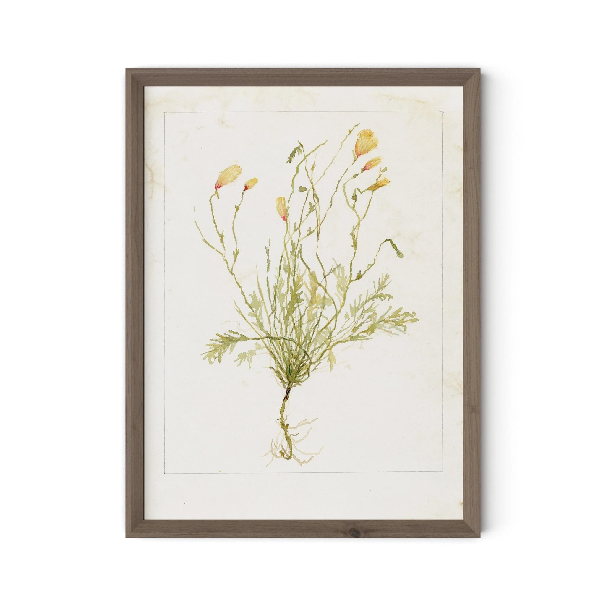 Papaveraceae No. 1 by Laurel-Dawn Latshaw - RoofTop 1.5 Rustic Walnut - Image 1