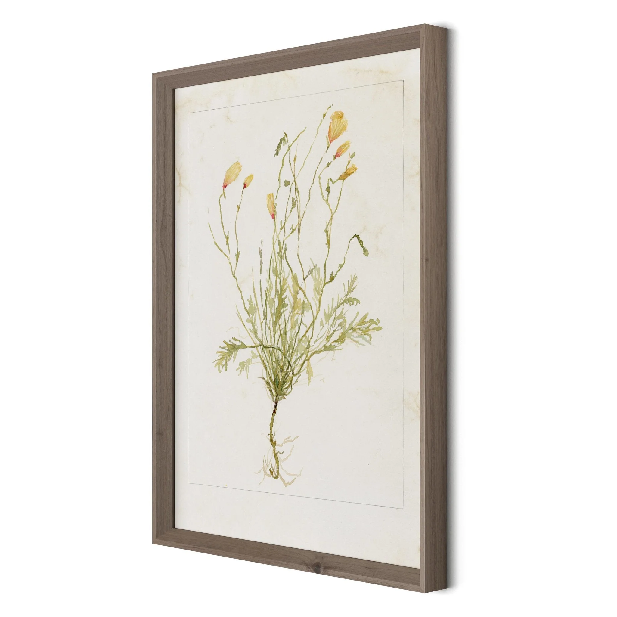 Papaveraceae No. 1 by Laurel-Dawn Latshaw - RoofTop 1.5 Rustic Walnut - Image 2