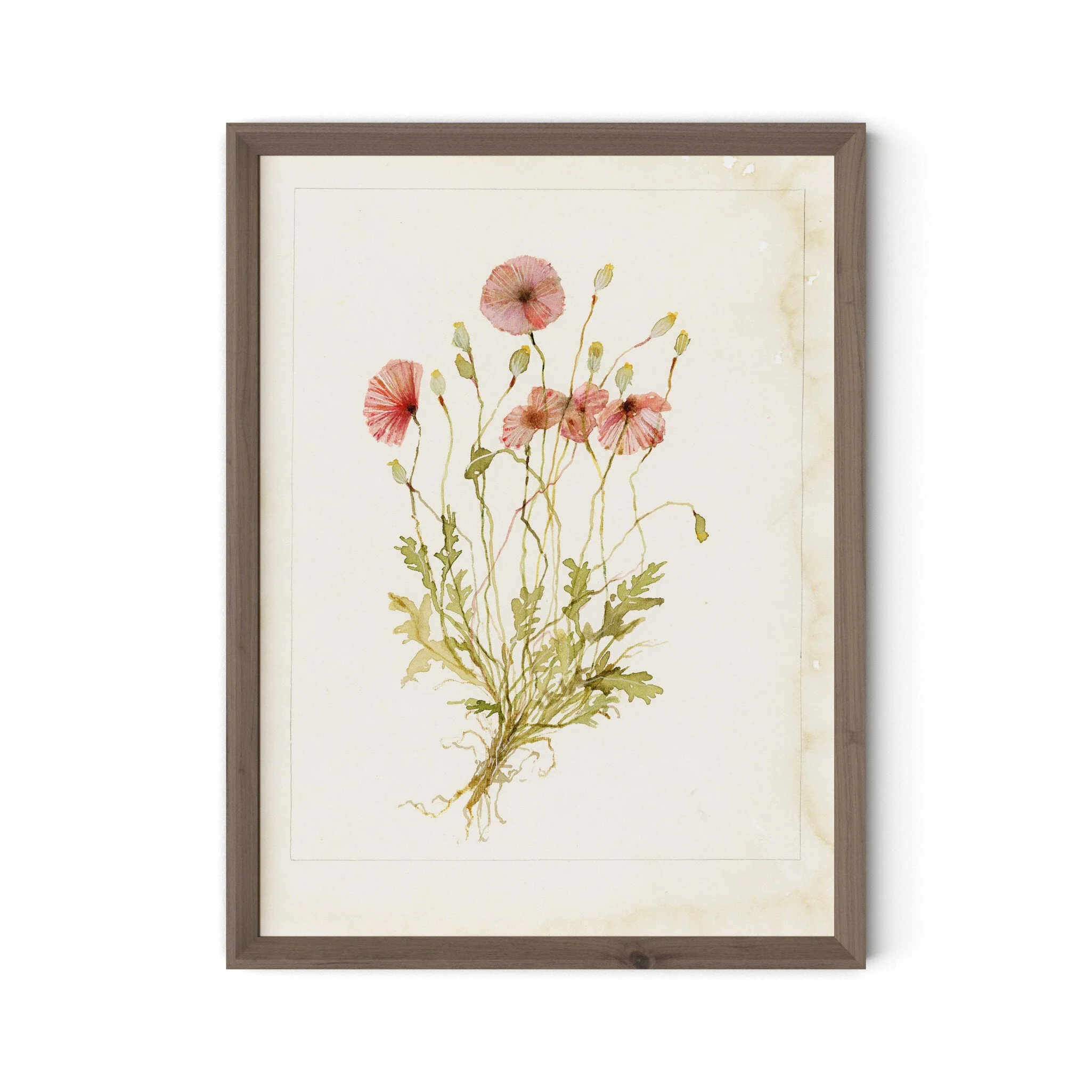 Papaveraceae No. 2 by Laurel-Dawn Latshaw - RoofTop 1.5 Rustic Walnut - Image 1