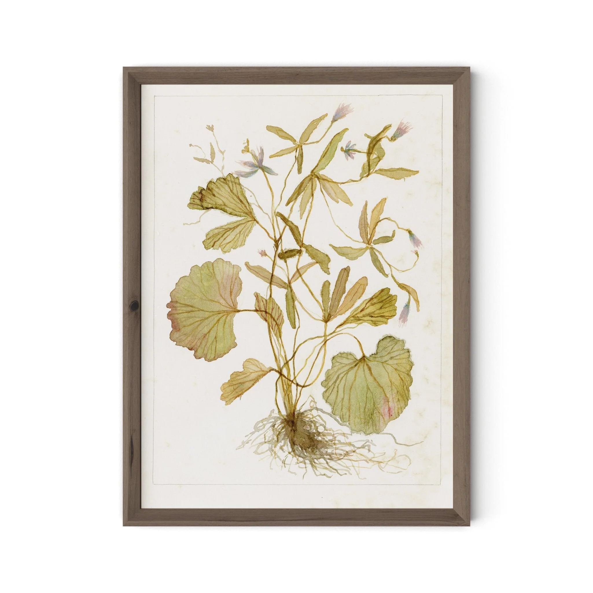 Ranunculs Abortivus No. 1 by Laurel-Dawn Latshaw - RoofTop 1.5 Rustic Walnut - Image 1