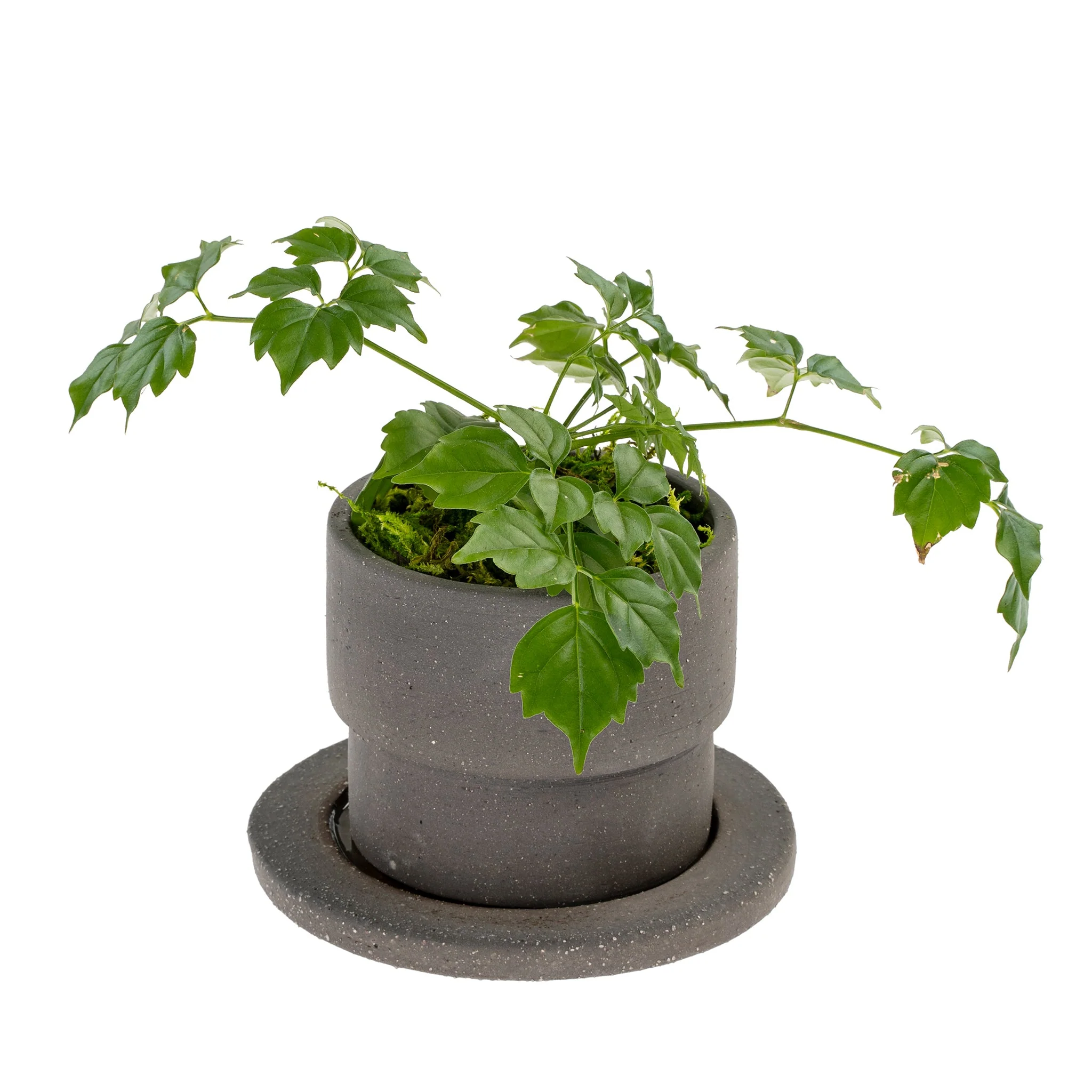 Raw Black Clay Pot/Saucer - Image 2