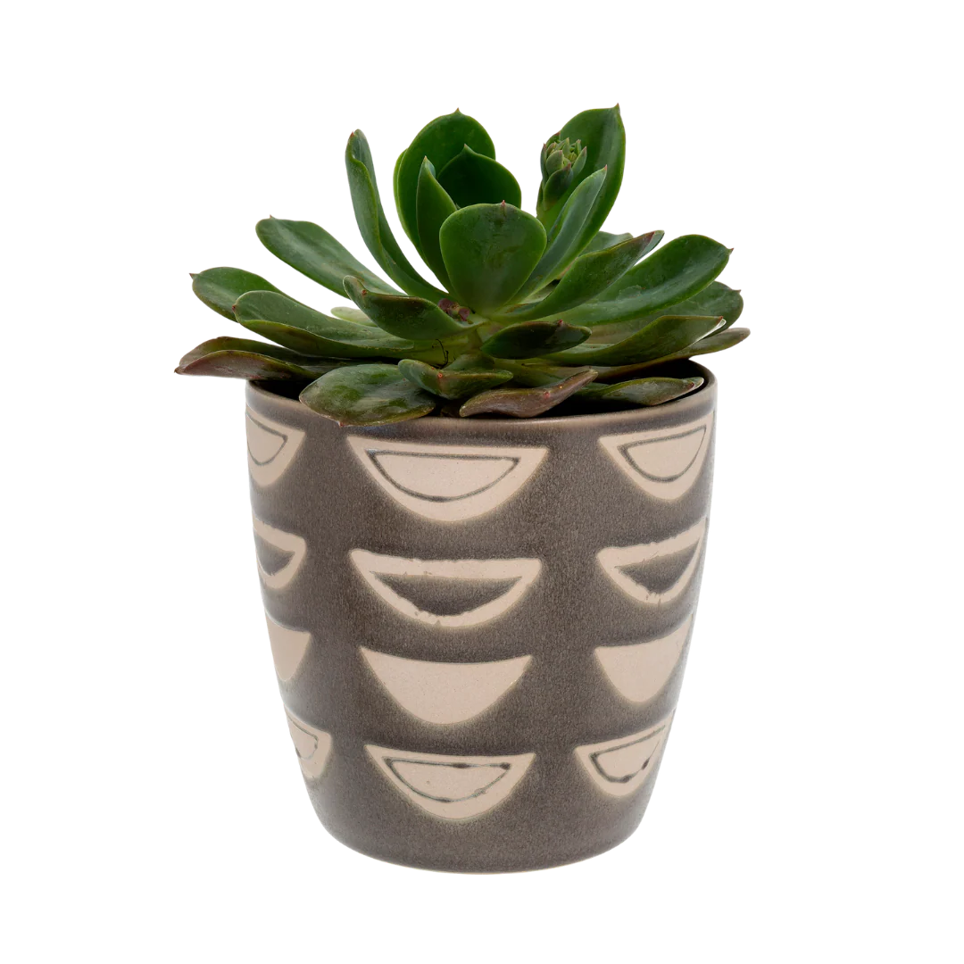 Luna Pot - Image 2
