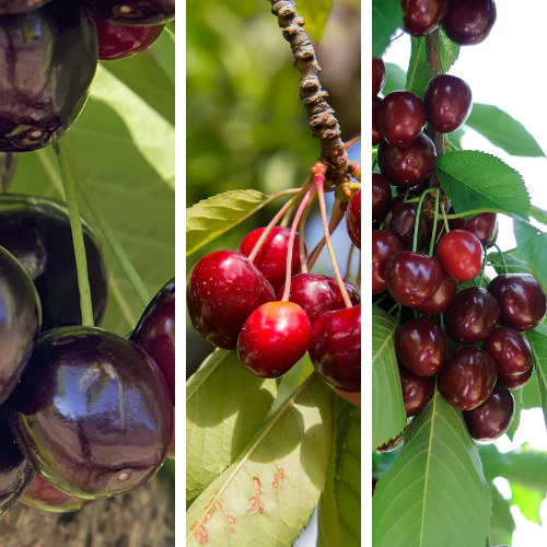 More-in-One Cherry Tree - Image 1