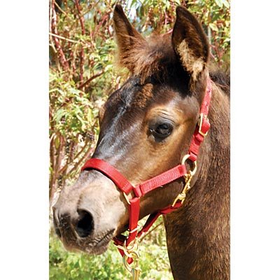 Jeffers Adjustable Nylon Miniature Horse Halter - Image 2