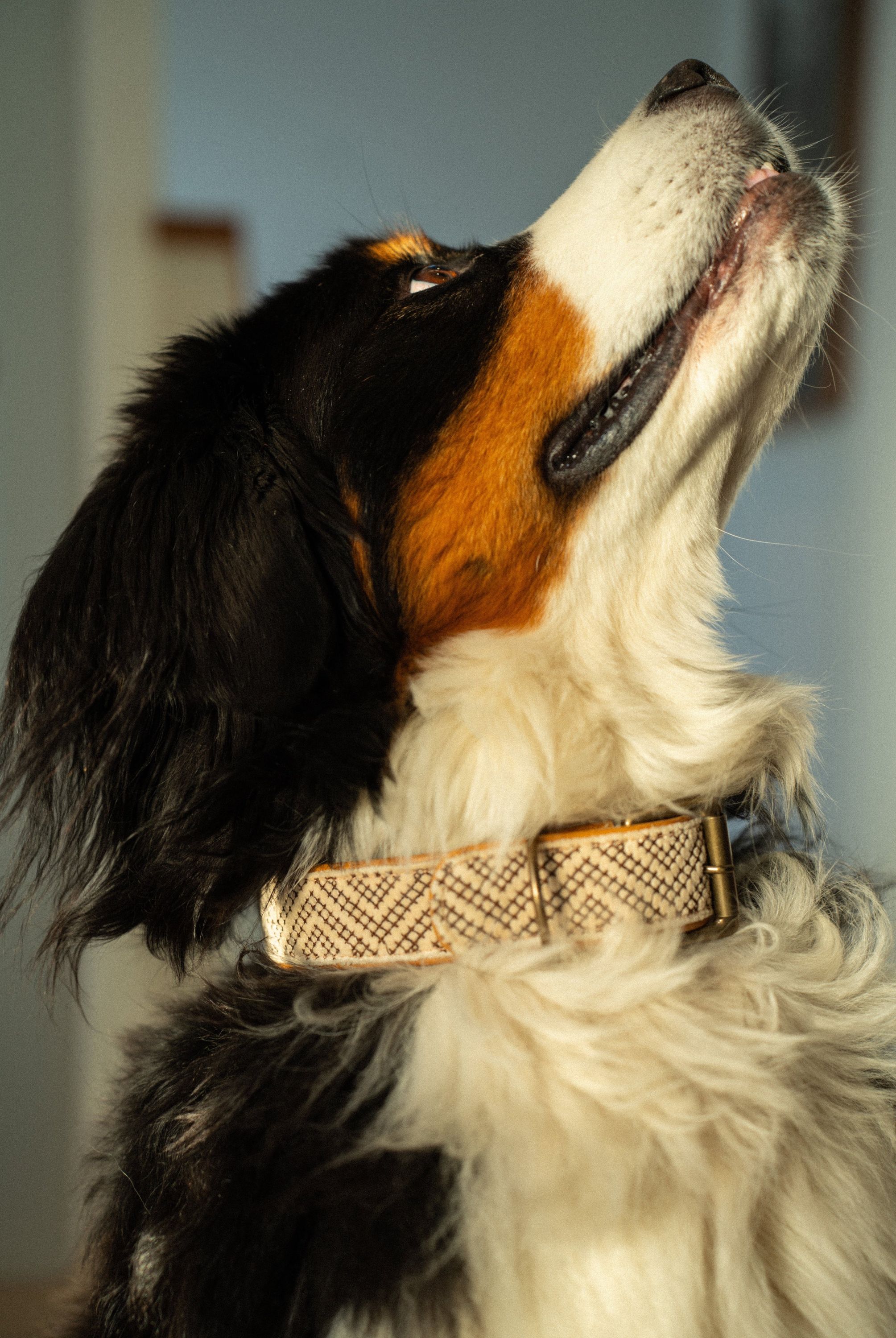 Tucker Embroidered Dog Collar L - Image 2