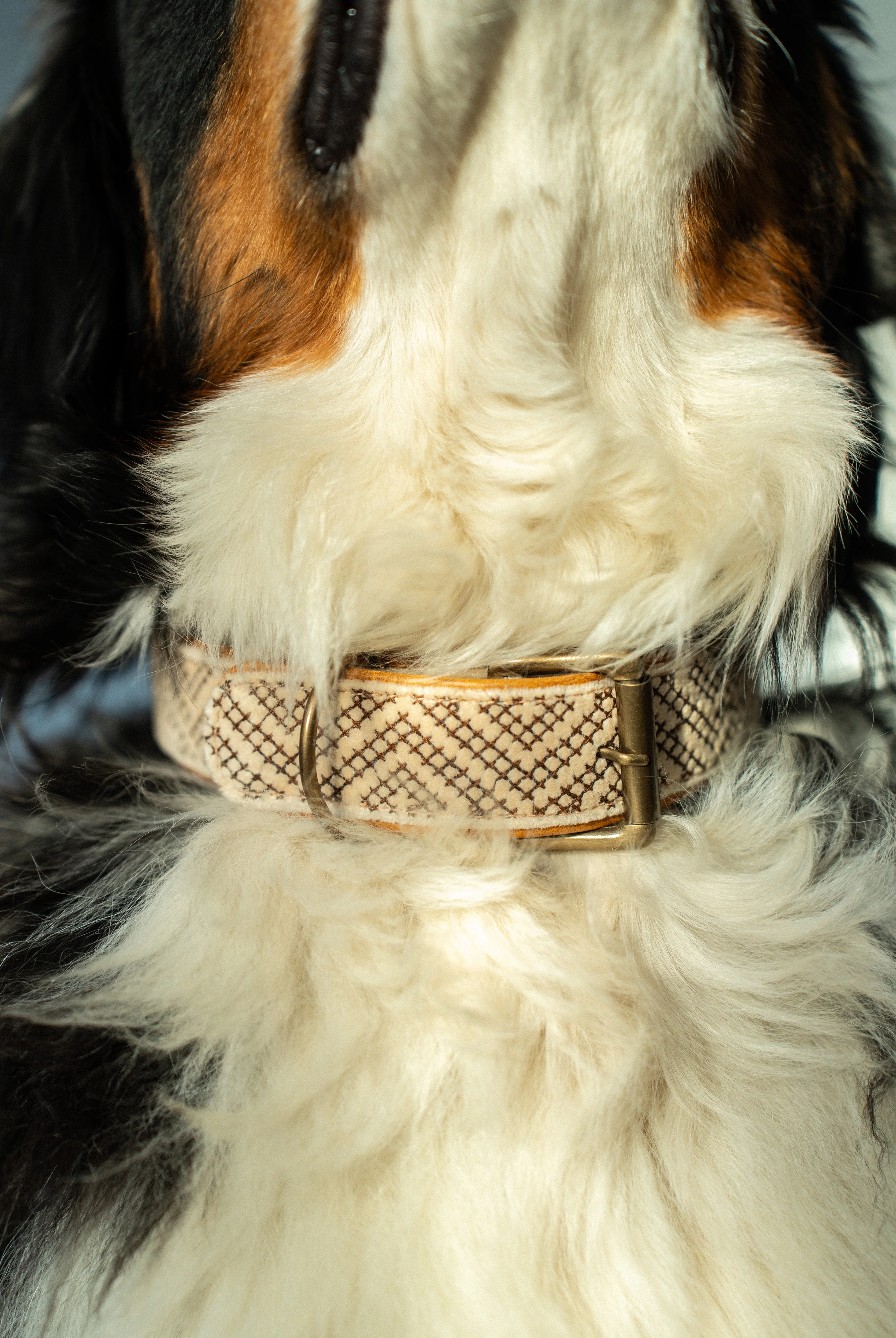 Tucker Embroidered Dog Collar L - Image 3