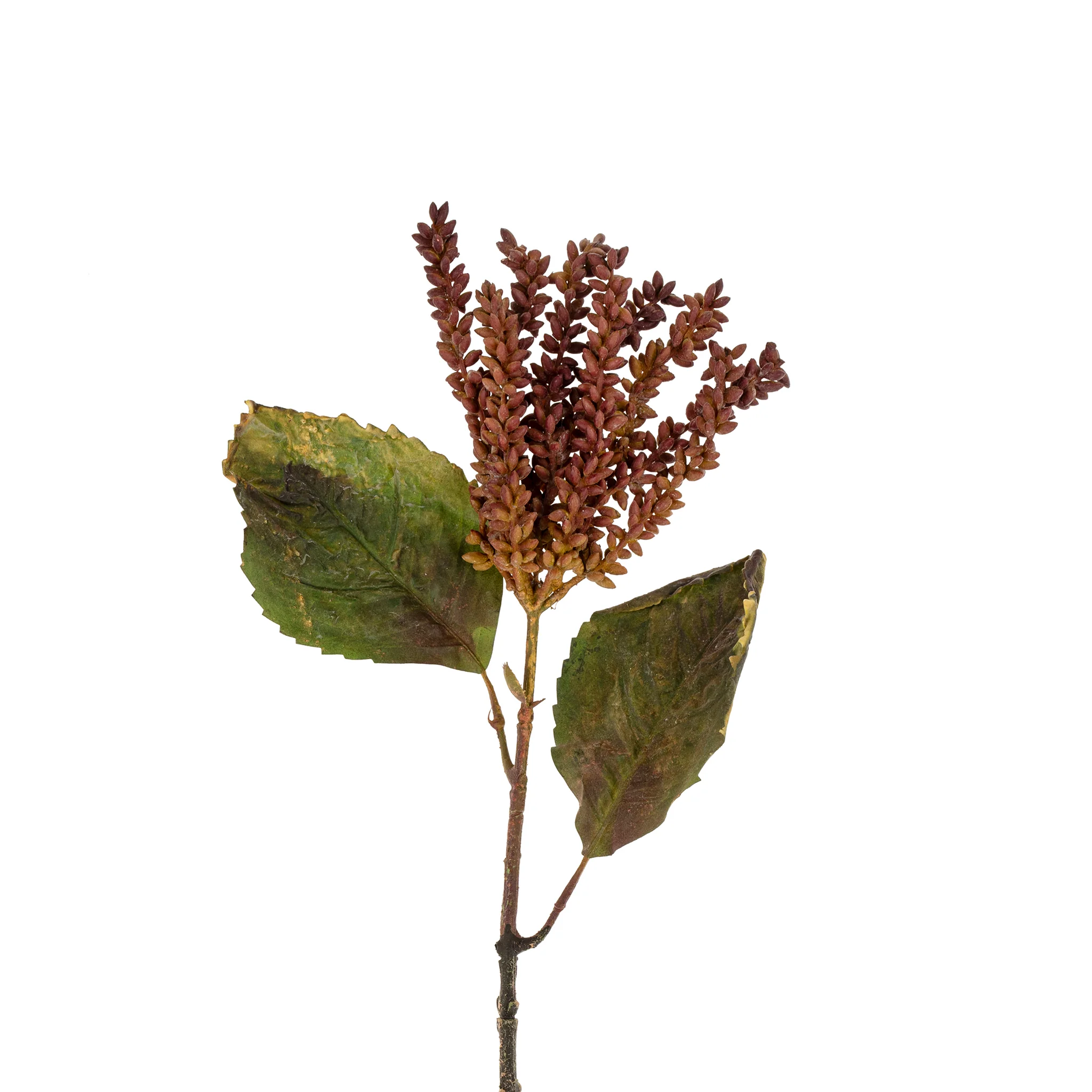 Dripping Seed Stem - Image 2