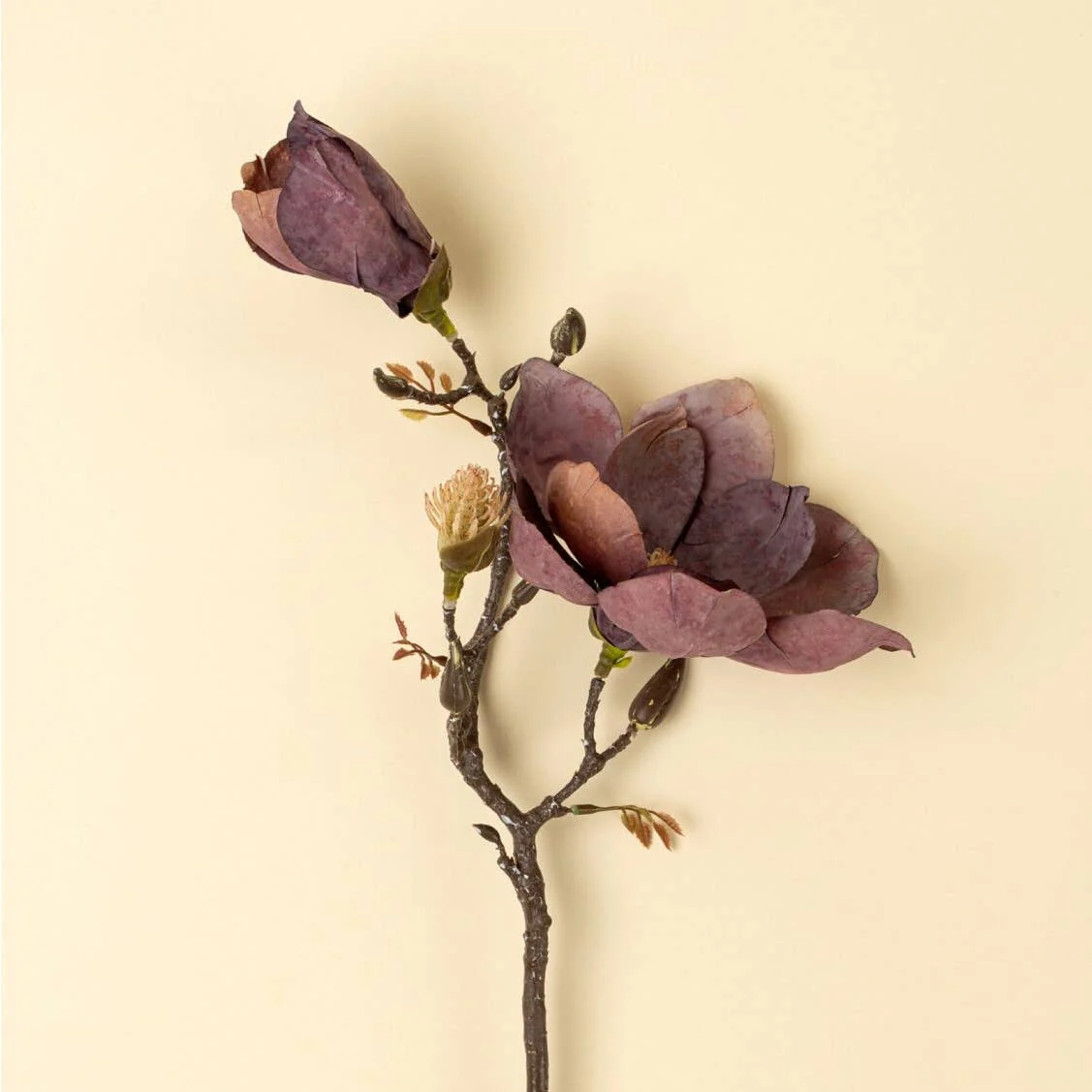 Magnolia Branch